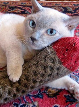 I Love You Dad! Socks
