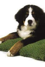Dog Napper Pattern