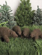 Peabey the Bear Kit - Brown